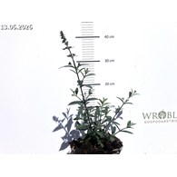 Buddleja 'Prince Charming'