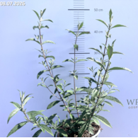 Buddleja 'Prince Charming'