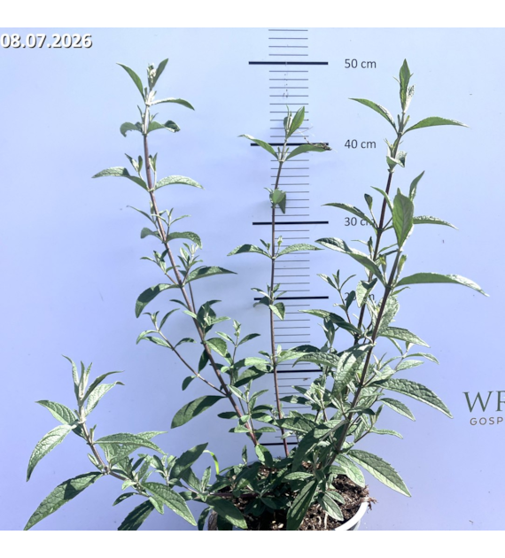 Buddleja 'Prince Charming'