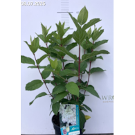 Hydrangea paniculata PETITE LANTERN 'LISSJUDY' PBR