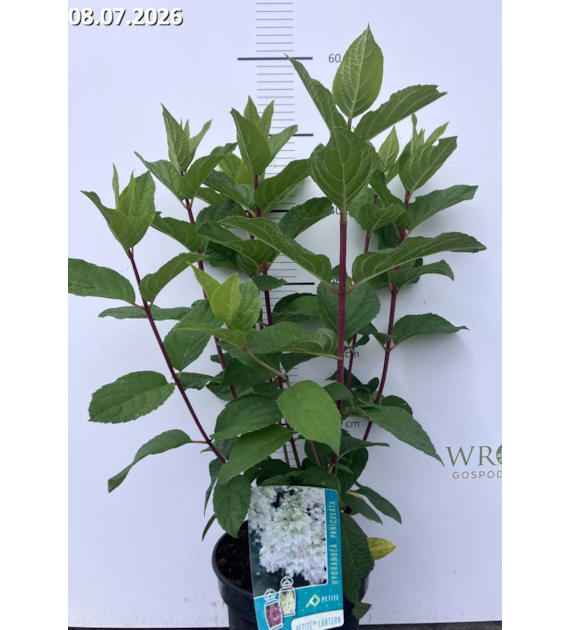 Hydrangea paniculata PETITE LANTERN 'LISSJUDY' PBR
