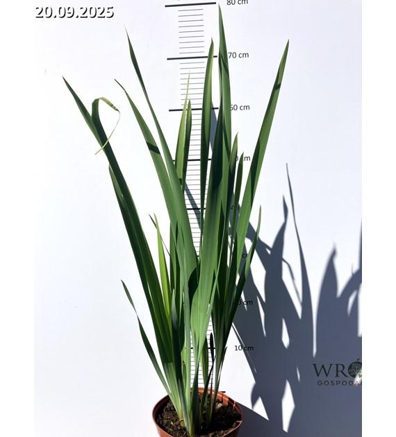 Iris sibirica 'Double Standard'
