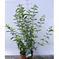 Hydrangea paniculata VANILLE-FRAISE 'Renhy' PBR