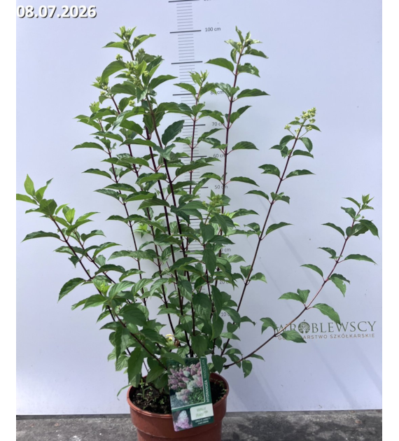 Hydrangea paniculata VANILLE-FRAISE 'Renhy' PBR