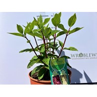 Hydrangea paniculata PETITE LANTERN 'LISSJUDY' PBR