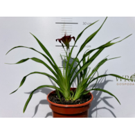 Hemerocallis 'Ruby Stella'