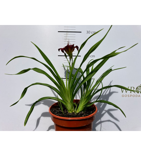 Hemerocallis 'Ruby Stella'