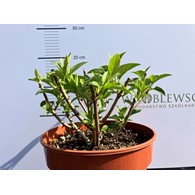 Hydrangea paniculata PETITE STAR 'Coustar02' PBR