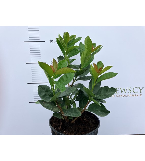 Prunus laurocerasus 'Miniredia' PBR