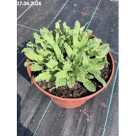 Salvia nemorosa 'Salute Ice Blue'' PBR