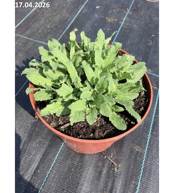 Salvia nemorosa 'Salute Ice Blue'' PBR