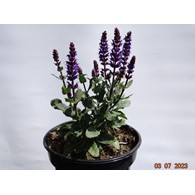 Salvia nemorosa 'Midnight Purple' PBR