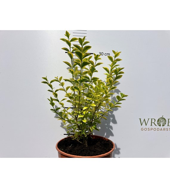 Ligustrum ovalifolium 'Aureum'