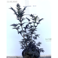 Sambucus nigra 'Laced Up' PBR