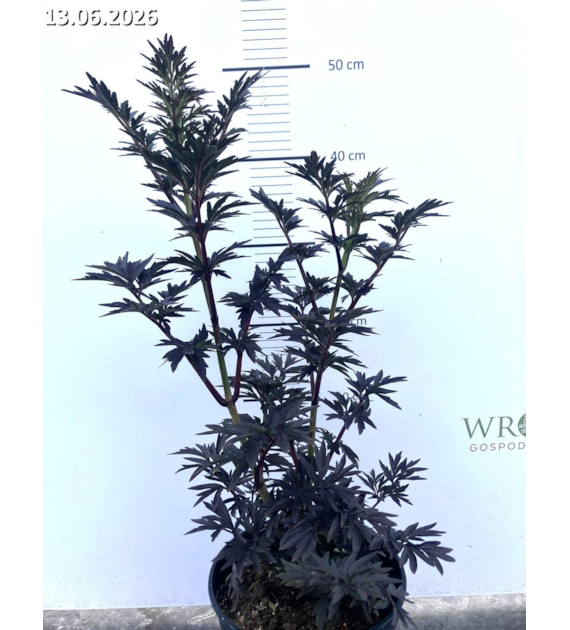 Sambucus nigra 'Laced Up' PBR