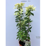 Hydrangea paniculata PASTELGREEN 'Renxolor' PBR