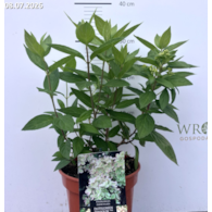 Hydrangea paniculata PASTELGREEN 'Renxolor' PBR