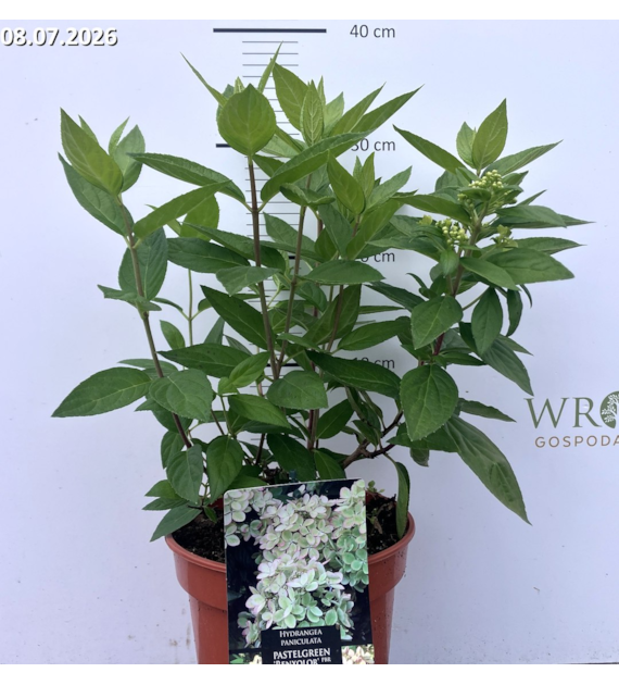 Hydrangea paniculata PASTELGREEN 'Renxolor' PBR