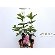 Hydrangea paniculata VANILLE-FRAISE 'Renhy' PBR