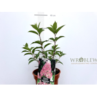 Hydrangea paniculata VANILLE-FRAISE 'Renhy' PBR