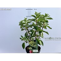Hydrangea paniculata FRAISE MELBA 'Renba' PBR