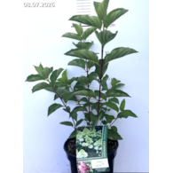 Hydrangea paniculata FRAISE MELBA 'Renba' PBR
