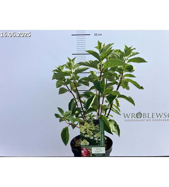 Hydrangea paniculata FRAISE MELBA 'Renba' PBR