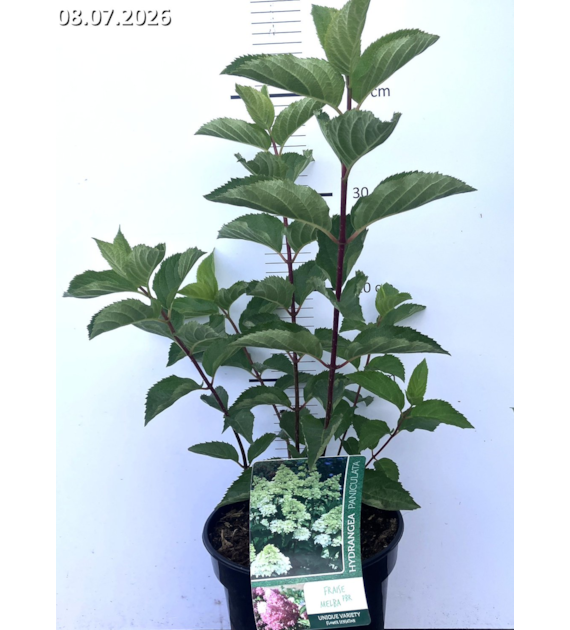 Hydrangea paniculata FRAISE MELBA 'Renba' PBR