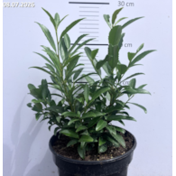 Prunus laurocerasus 'Zsófi' PBR
