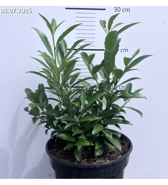 Prunus laurocerasus 'Zsófi' PBR