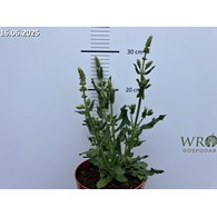 Salvia 'Salute White' PBR