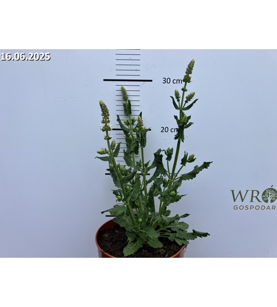 Salvia nemorosa 'Salute White' PBR