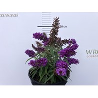 Buddleja Butterfly Candy Little Purple