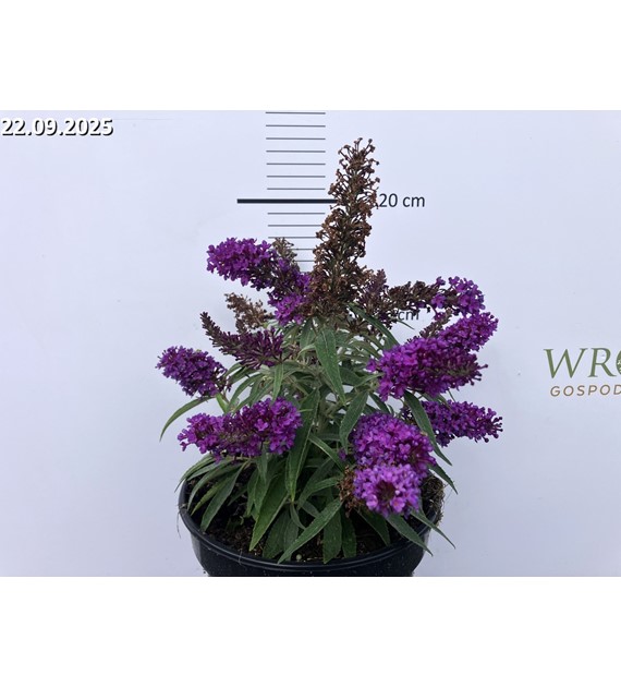 Buddleja Butterfly Candy Little Purple