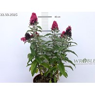 Buddleja Butterfly Candy Little Ruby