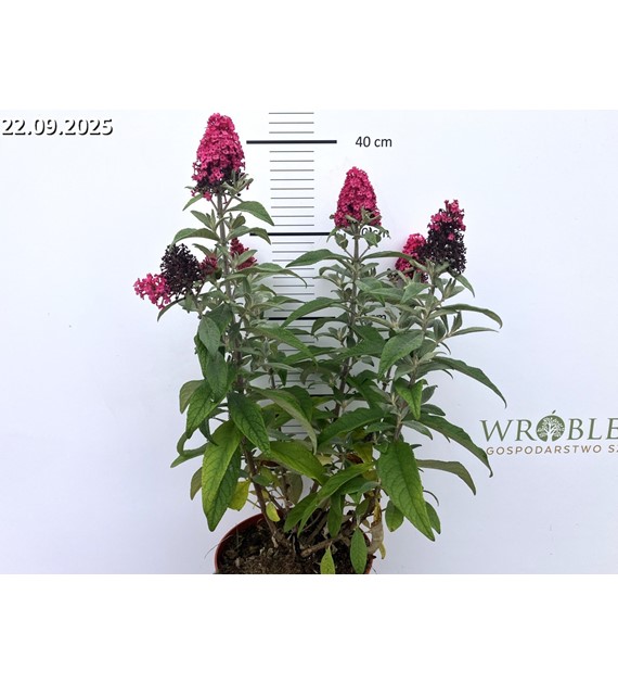 Buddleja Butterfly Candy Little Ruby