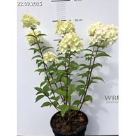 Hydrangea paniculata PETITE CHERRY 'Couharie' PBR