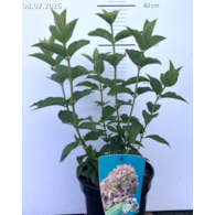 Hydrangea paniculata PETITE CHERRY 'Couharie' PBR