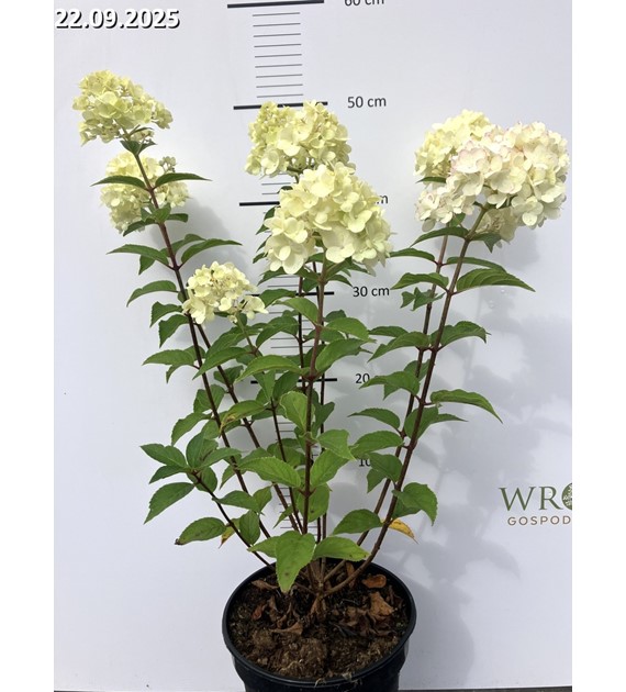Hydrangea paniculata PETITE CHERRY 'Couharie' PBR