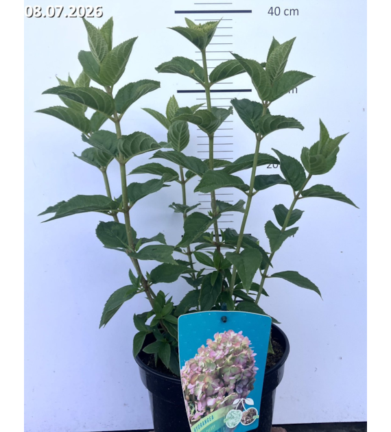Hydrangea paniculata PETITE CHERRY 'Couharie' PBR
