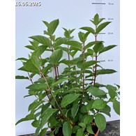 Hydrangea paniculata FRAISE MELBA 'Renba' PBR