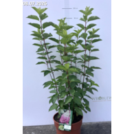 Hydrangea paniculata FRAISE MELBA 'Renba' PBR