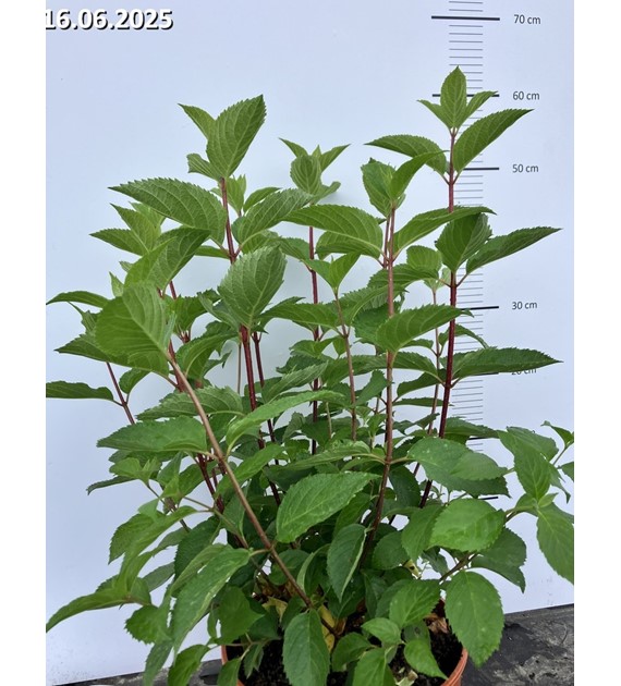 Hydrangea paniculata FRAISE MELBA 'Renba' PBR