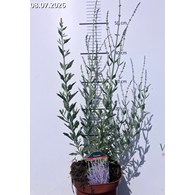 Perovskia atriplicifolia 'Little Spire'