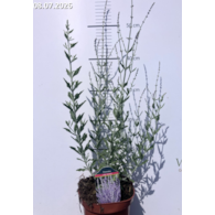 Perovskia atriplicifolia 'Little Spire'