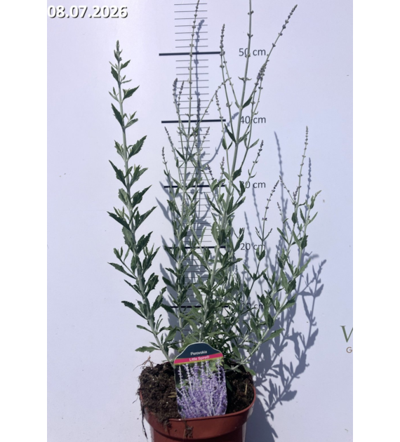 Perovskia atriplicifolia 'Little Spire'