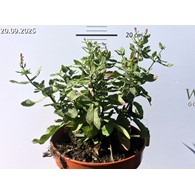 Salvia nemorosa 'Caradonna'