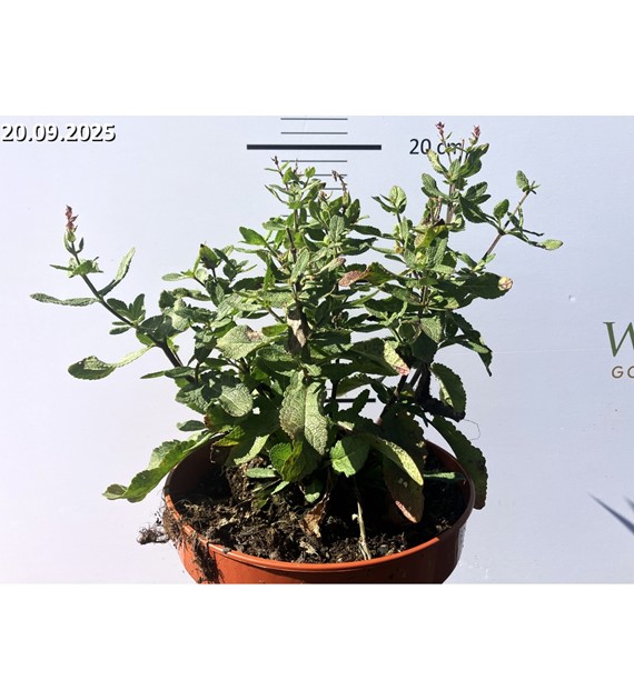 Salvia nemorosa 'Caradonna'