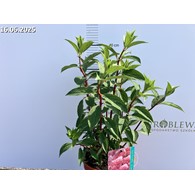 Hydrangea paniculata PETITE FLORI 'Coussine'