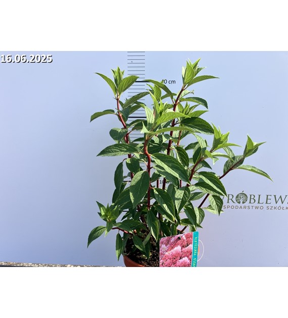 Hydrangea paniculata PETITE FLORI 'Coussine'